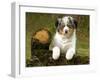Australian Sheepdog, Shepherd Dog-null-Framed Photographic Print