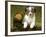 Australian Sheepdog, Shepherd Dog-null-Framed Photographic Print