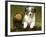 Australian Sheepdog, Shepherd Dog-null-Framed Photographic Print