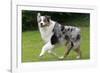 Australian Sheepdog, Shepherd Dog-null-Framed Photographic Print