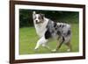 Australian Sheepdog, Shepherd Dog-null-Framed Photographic Print