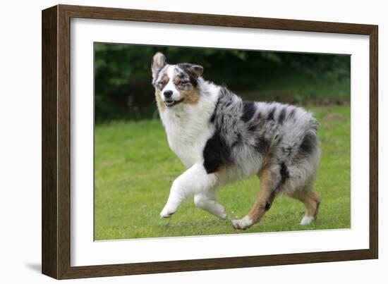 Australian Sheepdog, Shepherd Dog-null-Framed Photographic Print