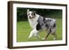 Australian Sheepdog, Shepherd Dog-null-Framed Photographic Print