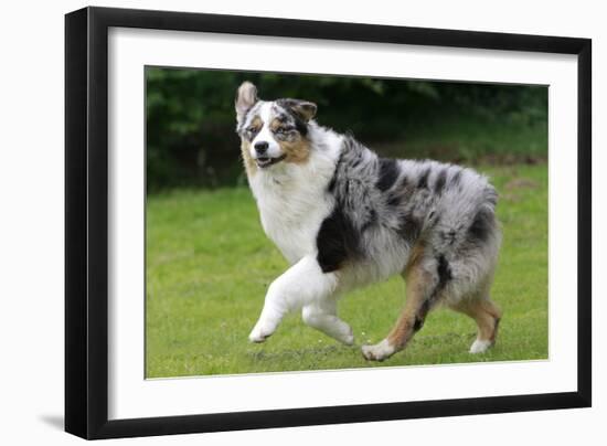 Australian Sheepdog, Shepherd Dog-null-Framed Photographic Print