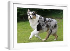Australian Sheepdog, Shepherd Dog-null-Framed Photographic Print