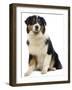 Australian Sheepdog-null-Framed Photographic Print