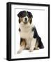 Australian Sheepdog-null-Framed Photographic Print