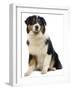 Australian Sheepdog-null-Framed Photographic Print