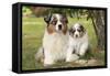 Australian Sheepdogs, Shepherd Dogs-null-Framed Stretched Canvas