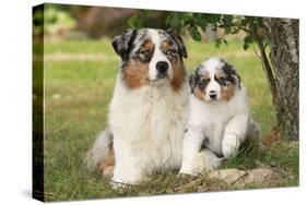 Australian Sheepdogs, Shepherd Dogs-null-Stretched Canvas