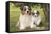 Australian Sheepdogs, Shepherd Dogs-null-Framed Stretched Canvas