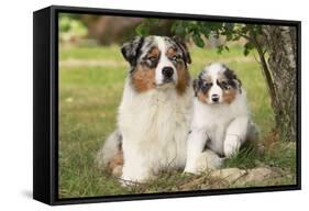 Australian Sheepdogs, Shepherd Dogs-null-Framed Stretched Canvas