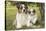 Australian Sheepdogs, Shepherd Dogs-null-Stretched Canvas