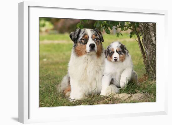 Australian Sheepdogs, Shepherd Dogs-null-Framed Photographic Print