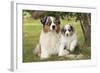 Australian Sheepdogs, Shepherd Dogs-null-Framed Photographic Print