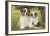 Australian Sheepdogs, Shepherd Dogs-null-Framed Photographic Print