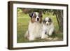 Australian Sheepdogs, Shepherd Dogs-null-Framed Photographic Print