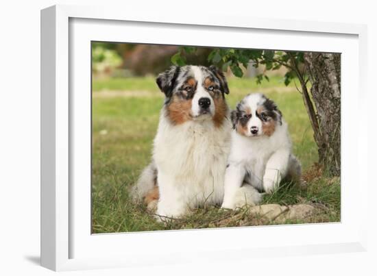 Australian Sheepdogs, Shepherd Dogs-null-Framed Photographic Print