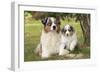 Australian Sheepdogs, Shepherd Dogs-null-Framed Photographic Print