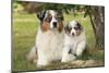 Australian Sheepdogs, Shepherd Dogs-null-Mounted Photographic Print