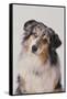 Australian Shepard with Different Color Eyes-DLILLC-Framed Stretched Canvas