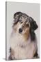 Australian Shepard with Different Color Eyes-DLILLC-Stretched Canvas