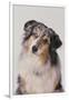 Australian Shepard with Different Color Eyes-DLILLC-Framed Photographic Print