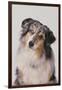 Australian Shepard with Different Color Eyes-DLILLC-Framed Photographic Print