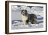 Australian Shepherd 04-Bob Langrish-Framed Photographic Print