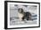 Australian Shepherd 04-Bob Langrish-Framed Photographic Print