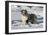 Australian Shepherd 04-Bob Langrish-Framed Photographic Print