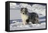 Australian Shepherd 04-Bob Langrish-Framed Stretched Canvas