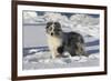 Australian Shepherd 04-Bob Langrish-Framed Photographic Print