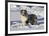 Australian Shepherd 04-Bob Langrish-Framed Photographic Print