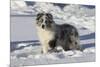 Australian Shepherd 04-Bob Langrish-Mounted Photographic Print