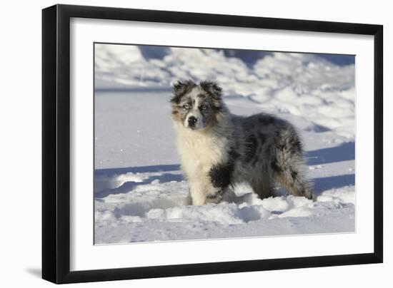 Australian Shepherd 04-Bob Langrish-Framed Premium Photographic Print