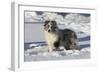 Australian Shepherd 04-Bob Langrish-Framed Premium Photographic Print