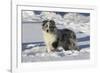 Australian Shepherd 04-Bob Langrish-Framed Photographic Print