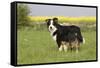 Australian Shepherd 06-Bob Langrish-Framed Stretched Canvas