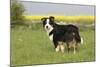 Australian Shepherd 06-Bob Langrish-Mounted Photographic Print