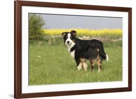 Australian Shepherd 06-Bob Langrish-Framed Photographic Print