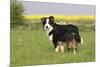 Australian Shepherd 06-Bob Langrish-Mounted Photographic Print