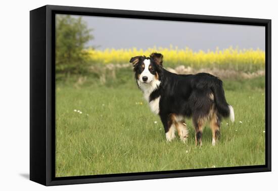 Australian Shepherd 06-Bob Langrish-Framed Stretched Canvas