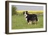 Australian Shepherd 06-Bob Langrish-Framed Premium Photographic Print