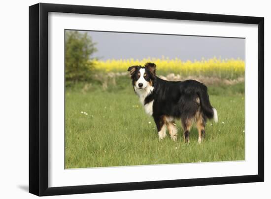 Australian Shepherd 06-Bob Langrish-Framed Premium Photographic Print