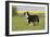 Australian Shepherd 06-Bob Langrish-Framed Premium Photographic Print