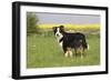 Australian Shepherd 06-Bob Langrish-Framed Premium Photographic Print