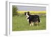 Australian Shepherd 06-Bob Langrish-Framed Premium Photographic Print