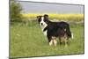 Australian Shepherd 06-Bob Langrish-Mounted Premium Photographic Print