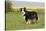 Australian Shepherd 06-Bob Langrish-Stretched Canvas